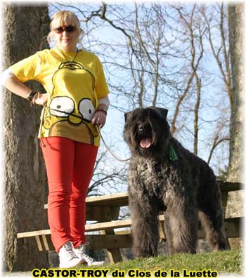 bouvier des flandres du clos de la luette - copyright déposé